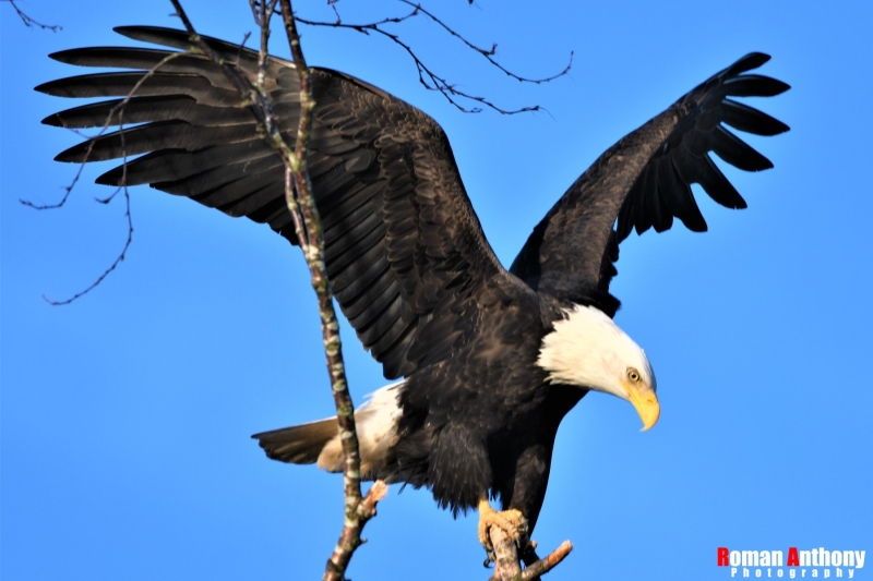 landing eagle